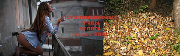 хмурый Нефтекумск