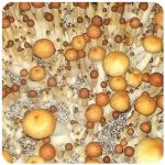Псилоцибиновые (галлюциногенные)  грибы Psilocybin "Golden Teacher" во Владивостоке
